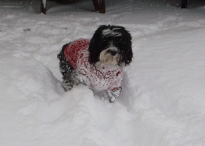 snowdoggie2.jpg